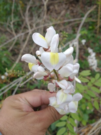 Gliricidia maculata, photographed by Juan Cruzado Cortés