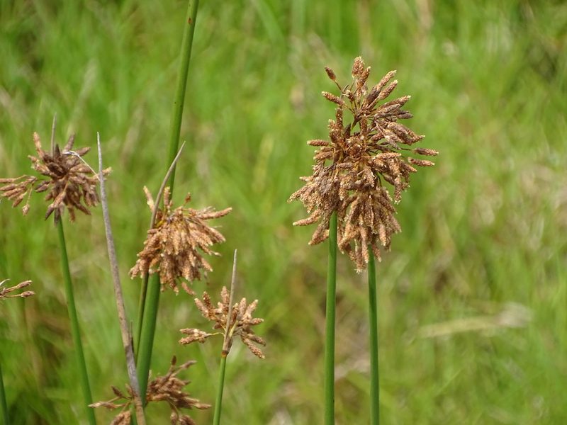 Schoenoplectus scirpoides, photographed by Shaun Swanepoel