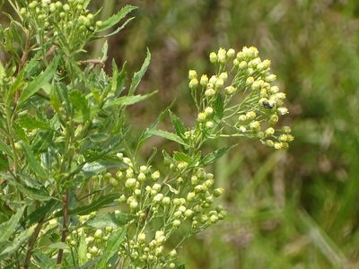 Nidorella ivifolia, photographed by Shaun Swanepoel