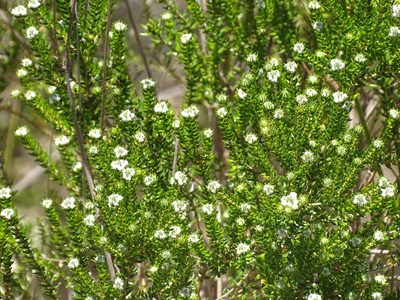 Phylica purpurea, photographed by Shaun Swanepoel