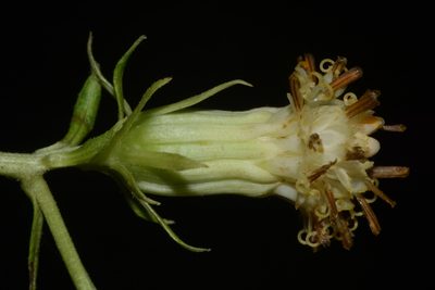 Hasteola suaveolens, photographed by Brian Finzel