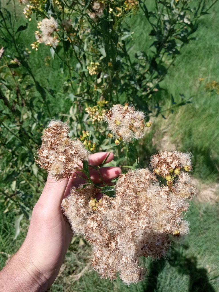 Baccharis vulneraria, photographed by Sergio Olalde