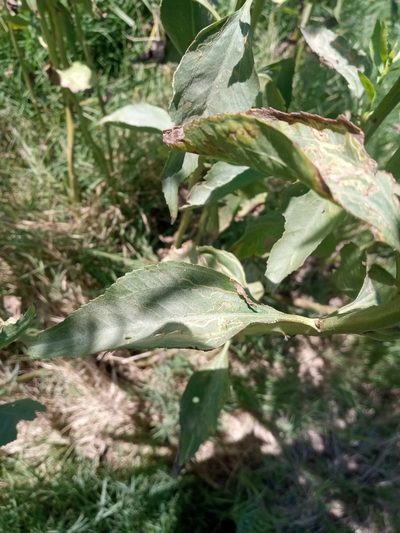Baccharis vulneraria, photographed by Sergio Olalde