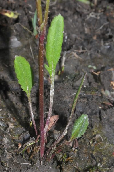 Packera crawfordii, photographed by Brian Finzel