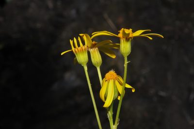 Packera crawfordii, photographed by Brian Finzel