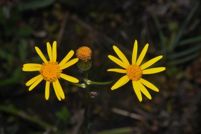Packera crawfordii, photographed by Brian Finzel
