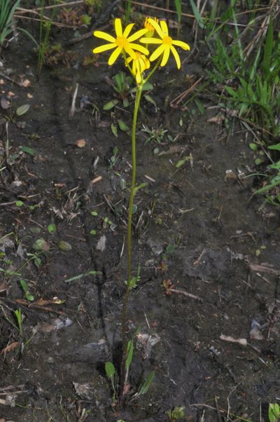 Packera crawfordii, photographed by Brian Finzel