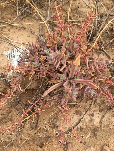 Mesembryanthemum pallens, photographed by Simon Tamblyn