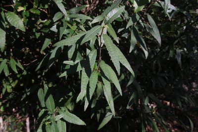 Allophylus rigidus