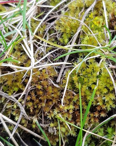 Rosulabryum rubens, photographed by Helen Waterman