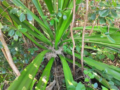 Furcraea foetida, photographed by Augustin Soulard