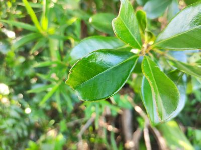 Psidium cattleyanum, photographed by Augustin Soulard