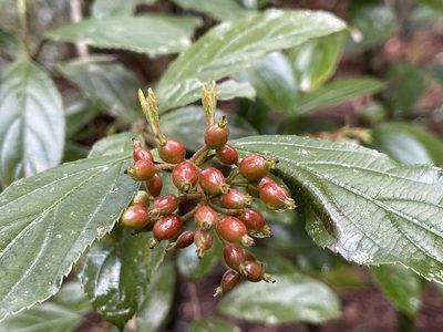 Viburnum taitoense, photographed by lansan