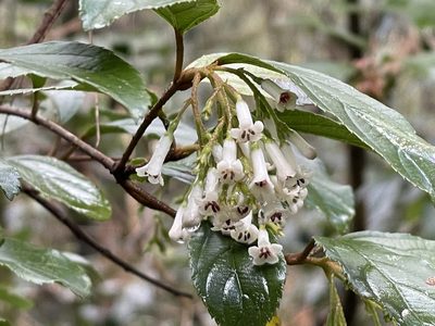 Viburnum taitoense, photographed by lansan