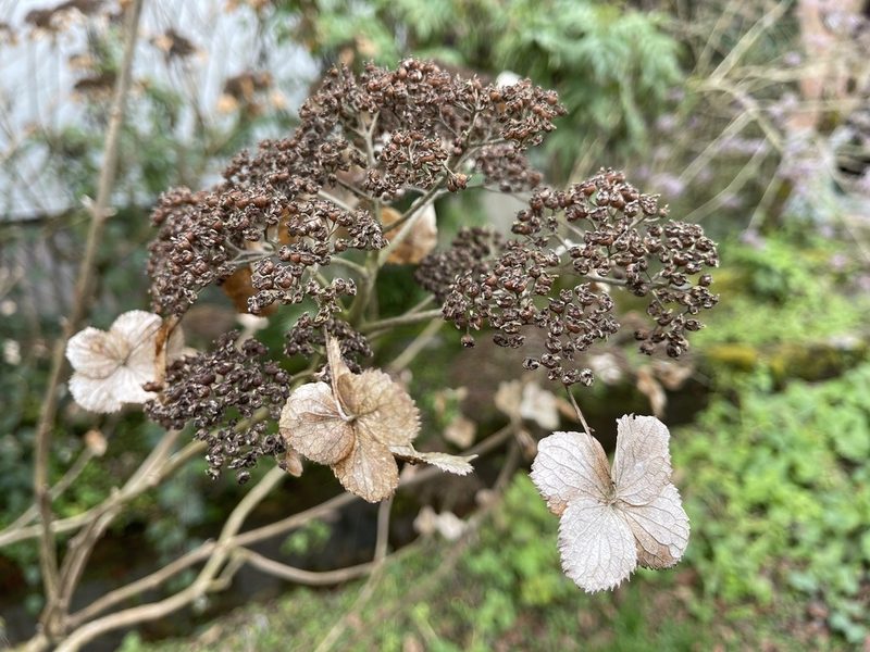 Hydrangea aspera, photographed by lansan