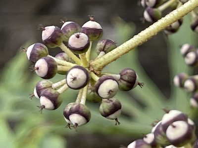 Fatsia polycarpa, photographed by lansan