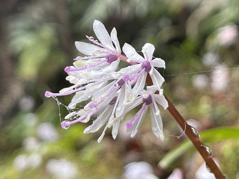 Helonias umbellata, photographed by lansan