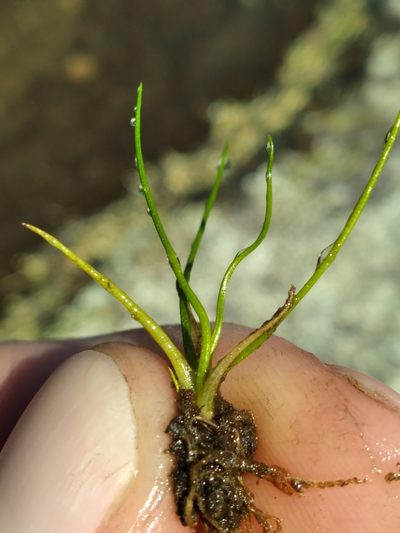Isoetes virginica, photographed by Scott Ward