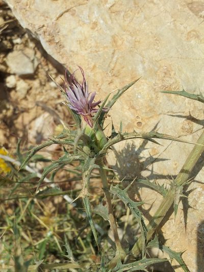 Carthamus tenuis, photographed by Nasser Halaweh