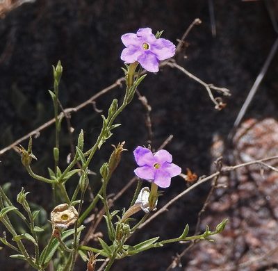Leptoglossis linifolia, photographed by Hugo Hulsberg