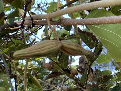 Stephanotis volubilis, photographed by lansan
