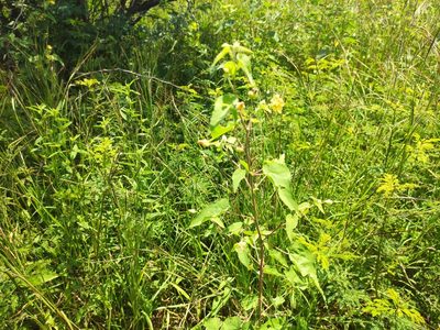 Abutilon indicum