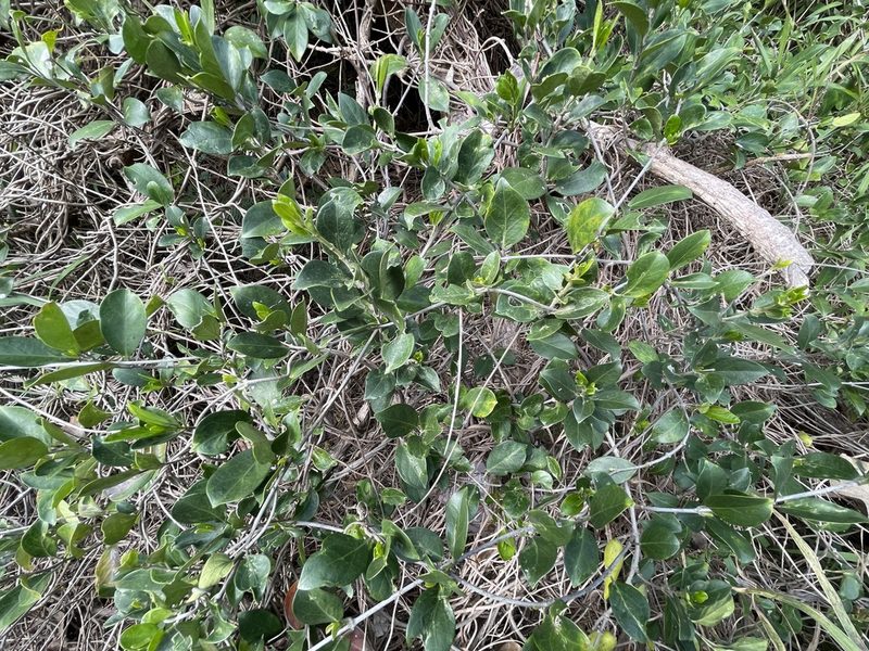 Gymnema sylvestre, photographed by lansan
