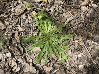 Taraxacum formosanum, photographed by lansan