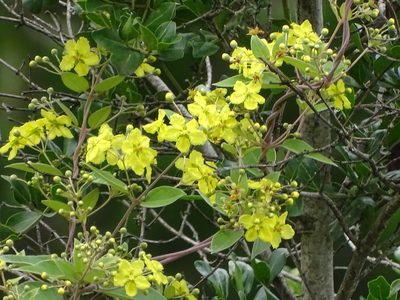 Sphedamnocarpus pruriens, photographed by Shaun Swanepoel
