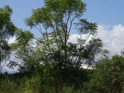 Jacaranda mimosifolia, photographed by Shaun Swanepoel