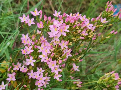 Centaurium erythraea, photographed by Penelope Noel Gillette