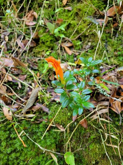Columnea glabra, photographed by Jake Rehage