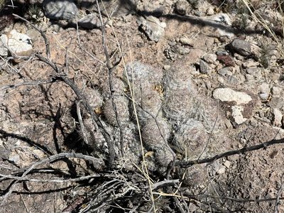 Pelecyphora tuberculosa, photographed by CK2AZ