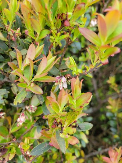 Vaccinium consanguineum, photographed by Jake Rehage