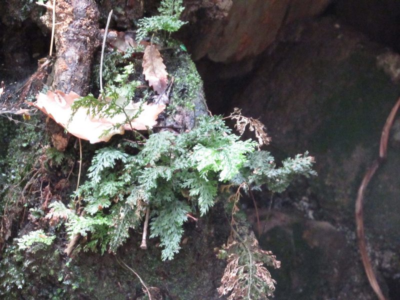 Vandenboschia speciosa, photographed by Santiago Martín-Bravo