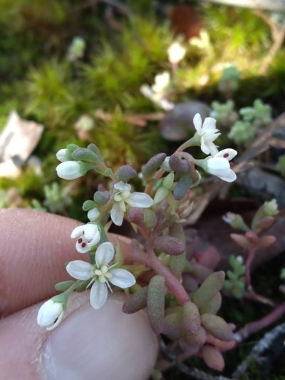 Sedum pusillum, photographed by Scott Ward