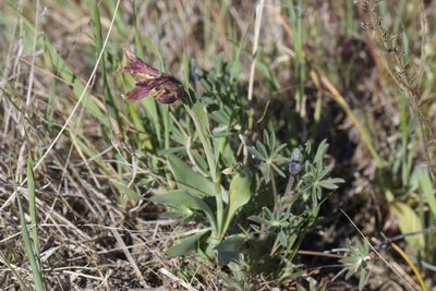 Fritillaria pluriflora, photographed by Arvel Hernandez