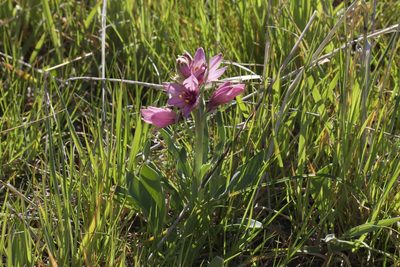 Fritillaria pluriflora, photographed by Arvel Hernandez