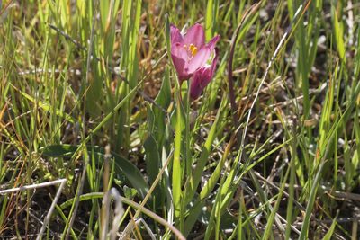 Fritillaria pluriflora, photographed by Arvel Hernandez