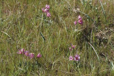 Fritillaria pluriflora, photographed by Arvel Hernandez