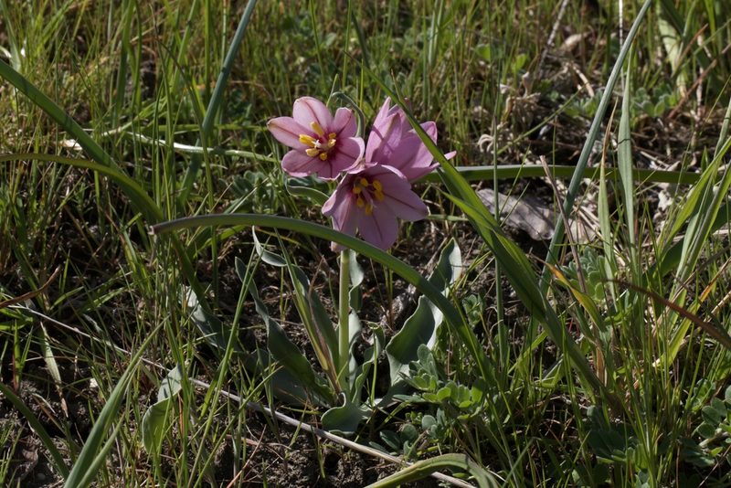 Fritillaria pluriflora, photographed by Arvel Hernandez