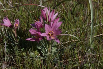 Fritillaria pluriflora, photographed by Arvel Hernandez