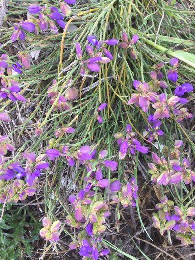Polygala microphylla, photographed by Andre Hosper