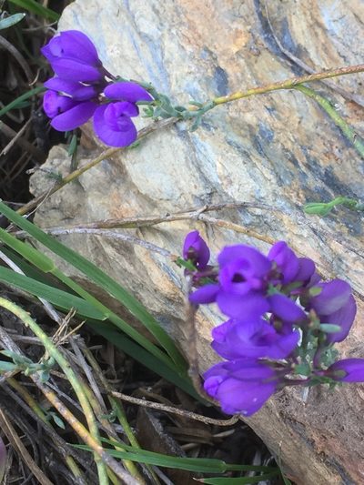 Polygala microphylla, photographed by Andre Hosper