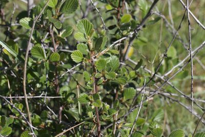 Cercocarpus betuloides, photographed by Arvel Hernandez