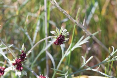 Lomatium hooveri, photographed by Arvel Hernandez