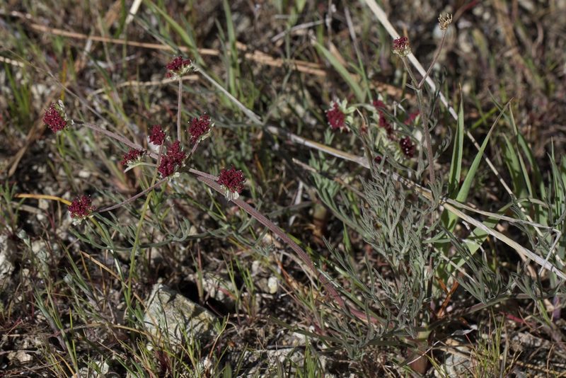 Lomatium hooveri, photographed by Arvel Hernandez