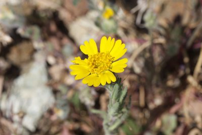 Layia septentrionalis, photographed by Arvel Hernandez