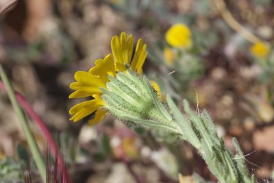 Layia septentrionalis, photographed by Arvel Hernandez