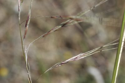 Nassella pulchra